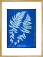 Cyanotypes British and Foreign ferns art print large gold Art Print - Science Museum Shop