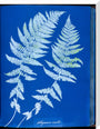 Cyanotypes British and Foreign ferns stretched canvas large none Art Print - Science Museum Shop