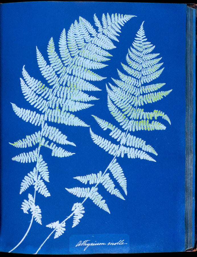 Cyanotypes British and Foreign ferns Art Print - Science Museum Shop