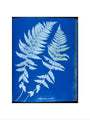 Cyanotypes British and Foreign ferns art print medium none Art Print - Science Museum Shop