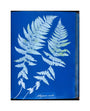 Cyanotypes British and Foreign ferns unstretched canvas medium none Art Print - Science Museum Shop
