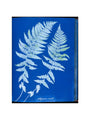 Cyanotypes British and Foreign ferns art print large none Art Print - Science Museum Shop