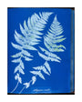 Cyanotypes British and Foreign ferns unstretched canvas large none Art Print - Science Museum Shop