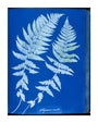 Cyanotypes British and Foreign ferns unstretched canvas extra large none Art Print - Science Museum Shop