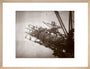 Construction works, Forth Railway Bridge, Scotland, 9 March 1887. art print medium natural Art Print - Science Museum Shop