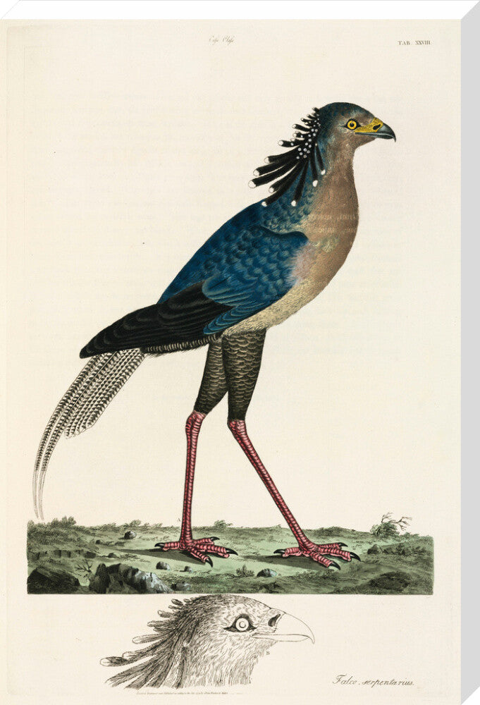 Secretary Bird, 1776. stretched canvas extra large none Art Print - Science Museum Shop