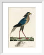 Secretary Bird, 1776. art print extra small white Art Print - Science Museum Shop