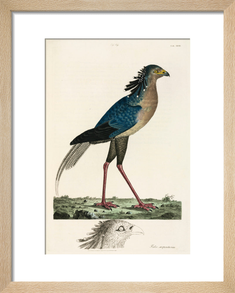 Secretary Bird, 1776. art print extra small natural Art Print - Science Museum Shop