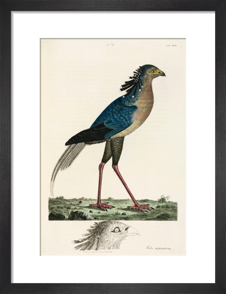 Secretary Bird, 1776. art print small black Art Print - Science Museum Shop