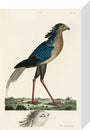 Secretary Bird, 1776. stretched canvas small none Art Print - Science Museum Shop