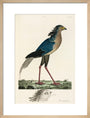 Secretary Bird, 1776. art print medium natural Art Print - Science Museum Shop