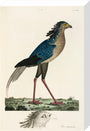 Secretary Bird, 1776. stretched canvas medium none Art Print - Science Museum Shop