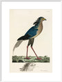 Secretary Bird, 1776. art print extra large white Art Print - Science Museum Shop