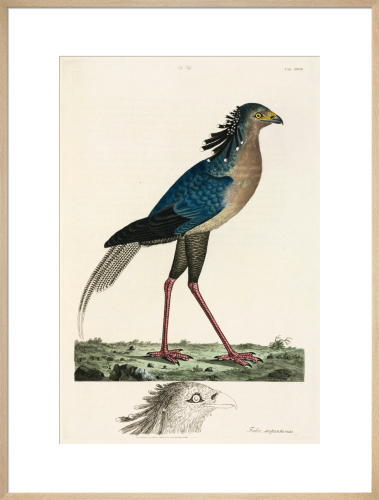 Secretary Bird, 1776. art print extra large natural Art Print - Science Museum Shop