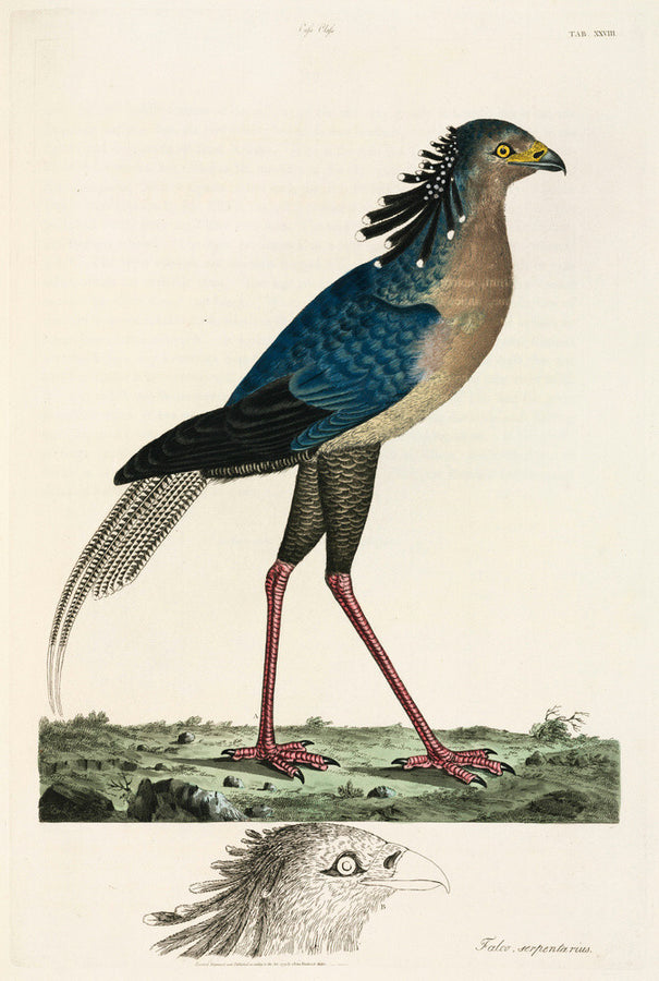 Secretary Bird, 1776. Art Print - Science Museum Shop