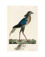 Secretary Bird, 1776. art print extra small none Art Print - Science Museum Shop