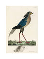 Secretary Bird, 1776. art print small none Art Print - Science Museum Shop
