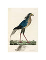 Secretary Bird, 1776. unstretched canvas small none Art Print - Science Museum Shop