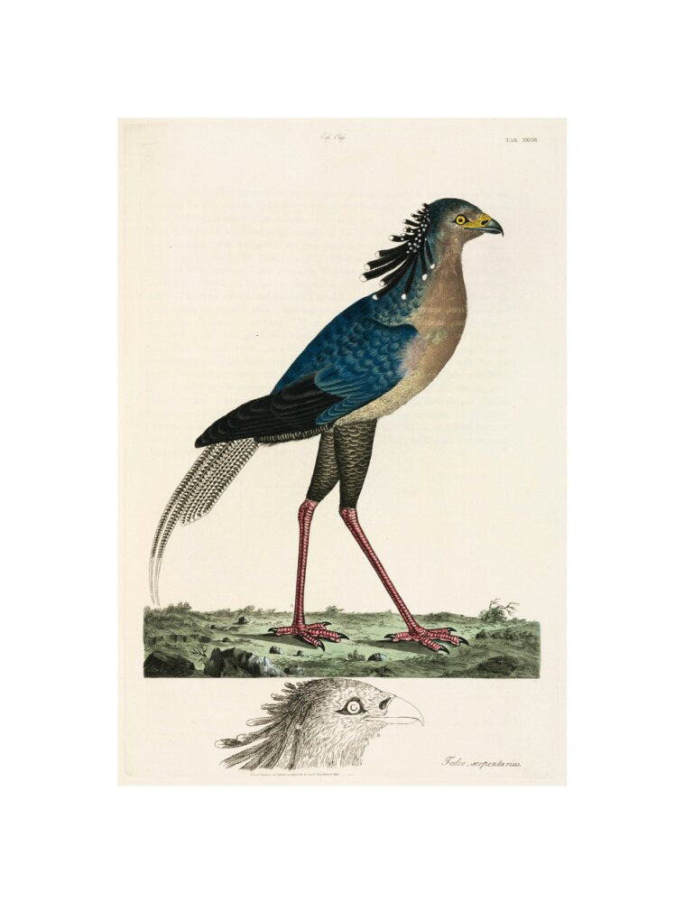 Secretary Bird, 1776. unstretched canvas small none Art Print - Science Museum Shop