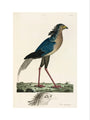 Secretary Bird, 1776. art print medium none Art Print - Science Museum Shop