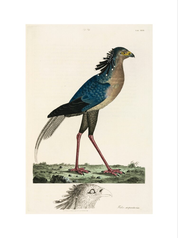 Secretary Bird, 1776. art print medium none Art Print - Science Museum Shop