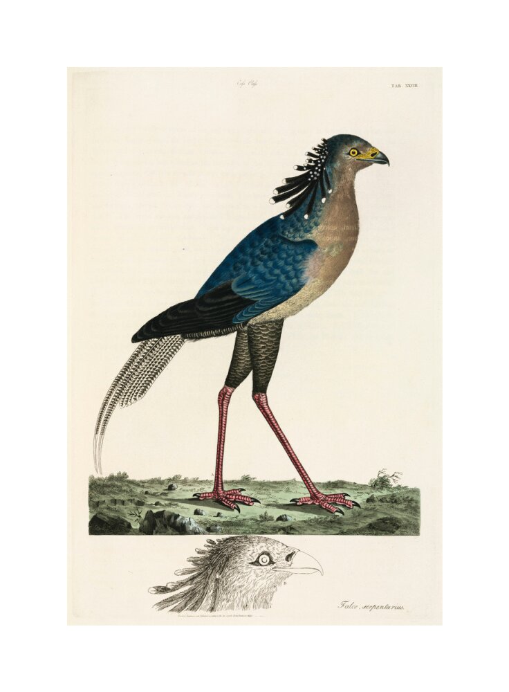 Secretary Bird, 1776. unstretched canvas medium none Art Print - Science Museum Shop