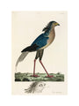 Secretary Bird, 1776. art print large none Art Print - Science Museum Shop