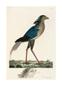 Secretary Bird, 1776. unstretched canvas large none Art Print - Science Museum Shop