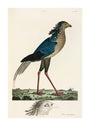 Secretary Bird, 1776. unstretched canvas extra large none Art Print - Science Museum Shop