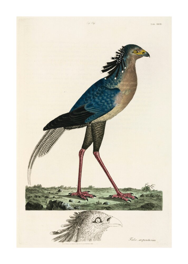 Secretary Bird, 1776. unstretched canvas extra large none Art Print - Science Museum Shop