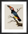 Toucan, 1776. art print extra small black Art Print - Science Museum Shop