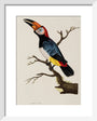 Toucan, 1776. art print extra small white Art Print - Science Museum Shop