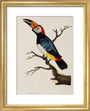Toucan, 1776. art print extra small gold Art Print - Science Museum Shop