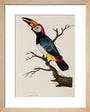 Toucan, 1776. art print extra small natural Art Print - Science Museum Shop