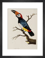 Toucan, 1776. art print small black Art Print - Science Museum Shop