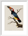Toucan, 1776. art print small white Art Print - Science Museum Shop