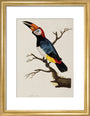 Toucan, 1776. art print small gold Art Print - Science Museum Shop