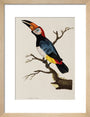Toucan, 1776. art print small natural Art Print - Science Museum Shop
