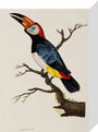 Toucan, 1776. stretched canvas small none Art Print - Science Museum Shop