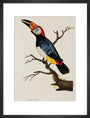 Toucan, 1776. art print medium black Art Print - Science Museum Shop