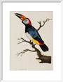 Toucan, 1776. art print medium white Art Print - Science Museum Shop
