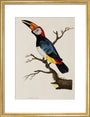 Toucan, 1776. art print medium gold Art Print - Science Museum Shop