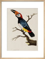 Toucan, 1776. art print medium natural Art Print - Science Museum Shop