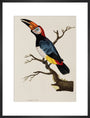 Toucan, 1776. art print large black Art Print - Science Museum Shop
