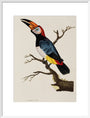 Toucan, 1776. art print large white Art Print - Science Museum Shop