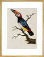 Toucan, 1776. art print large gold Art Print - Science Museum Shop