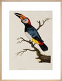 Toucan, 1776. art print large natural Art Print - Science Museum Shop