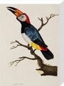 Toucan, 1776. stretched canvas medium none Art Print - Science Museum Shop