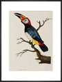 Toucan, 1776. art print extra large black Art Print - Science Museum Shop