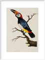 Toucan, 1776. art print extra large white Art Print - Science Museum Shop